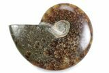 Polished Ammonite (Cleoniceras) Fossil - Madagascar #364967-1